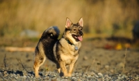 Picture of Swedish Vallhund standing near shore