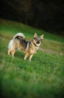 Picture of Swedish Vallhund standing on grass