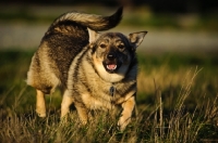 Picture of Swedish Vallhund walking on grass