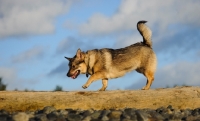 Picture of Swedish Vallhund walking on log