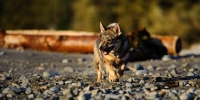 Picture of Swedish Vallhund