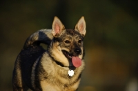 Picture of Swedish Vallhund