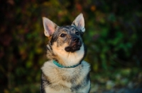 Picture of Swedish Vallhund