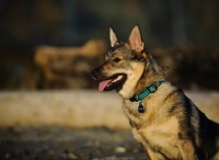 Picture of Swedish Vallhund