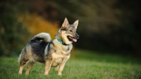 Picture of Swedish Vallhund