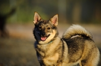 Picture of Swedish Vallhund