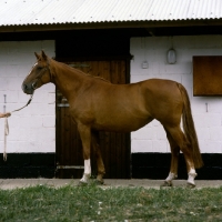 Picture of swedish warm blood mare
