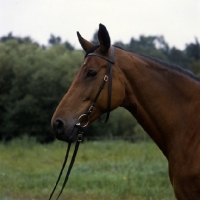 Picture of swedish warmblood portrait