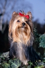 Picture of sweetie, smiling yorkshire terrier