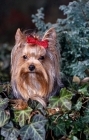 Picture of sweetie, yorkshire terrier among ivy leaves and fir