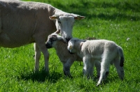 Picture of Swifter ewe and her lambs
