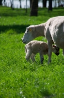 Picture of Swifter ewe and her lamb
