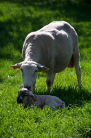 Picture of Swifter ewe and lamb