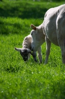 Picture of Swifter ewe smelling lamb