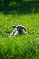 Picture of Swifter lamb lying down on grass