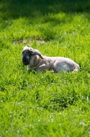 Picture of Swifter lamb lying down