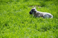 Picture of Swifter lamb lying down