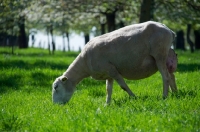 Picture of Swifter sheep, grazing