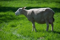 Picture of Swifter sheep, side view