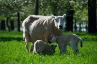 Picture of Swifter sheep with two lambs