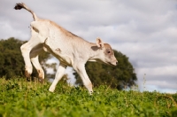 Picture of Swiss brown calf bucking in field