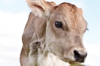 Picture of Swiss brown calf, close up
