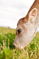 Picture of Swiss brown calf grazing