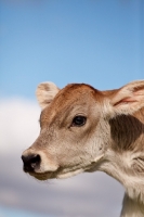Picture of Swiss brown calf, head study