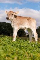Picture of Swiss brown calf in field
