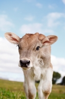 Picture of Swiss brown calf looking at camera