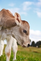 Picture of Swiss brown calf, looking away