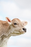 Picture of Swiss brown calf portrait