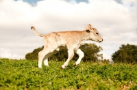 Picture of Swiss brown calf running in pasture