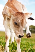 Picture of Swiss brown calf scratching