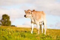 Picture of Swiss brown calf standing in field