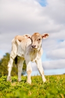 Picture of Swiss brown calf standing in field