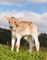 Picture of Swiss brown calf standing in field