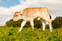 Picture of Swiss brown calf walking in field