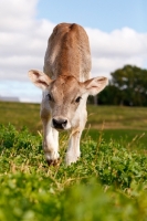 Picture of Swiss brown calf walking on grass