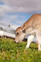 Picture of Swiss brown calf