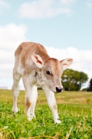 Picture of Swiss brown calf