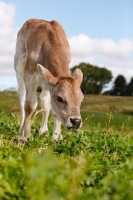 Picture of Swiss brown calf