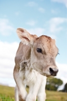Picture of Swiss brown calf