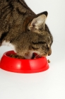 Picture of tabby and white cat eating from red bowl