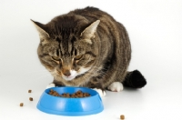 Picture of tabby and white cat eating from blue bowl