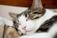 Picture of tabby and white cat falling asleep