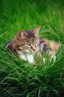 Picture of tabby and white cat in long grass