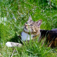 Picture of tabby and white cat looking up