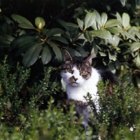 Picture of tabby and white cat lurking among plants
