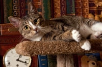 Picture of tabby and white cat lying on side on cat tree